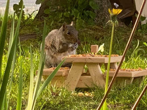 Squirrel Picnic Table Farmhouse Style